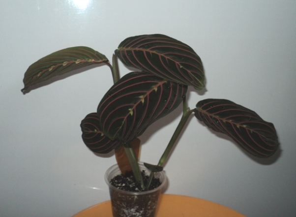 DSC04922.JPG