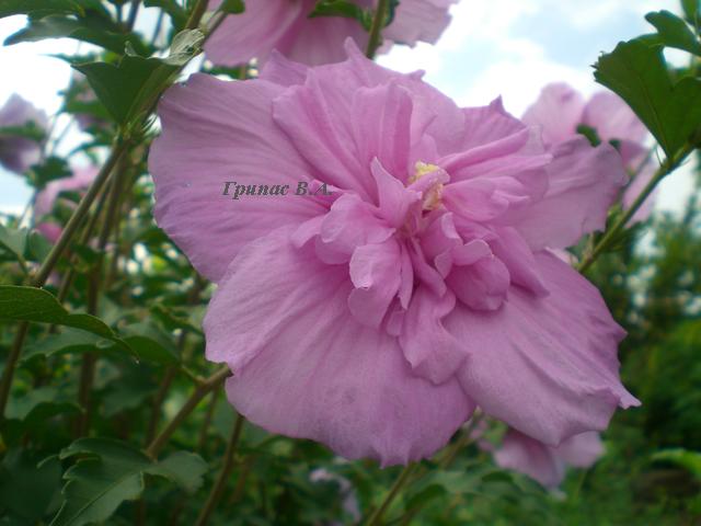 CIMG0047.JPG