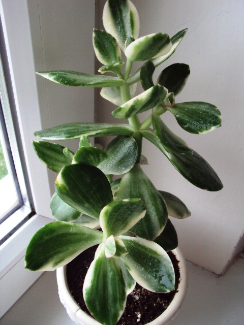 Crassula ovata var. variegata 'Tricolor'.JPG