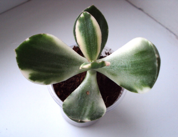 Crassula ovata var. variegata 'Tricolor' черенок 1.JPG