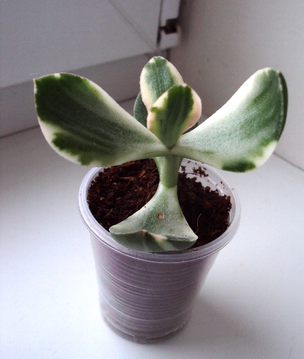 Crassula ovata var. variegata 'Tricolor' черенок.JPG