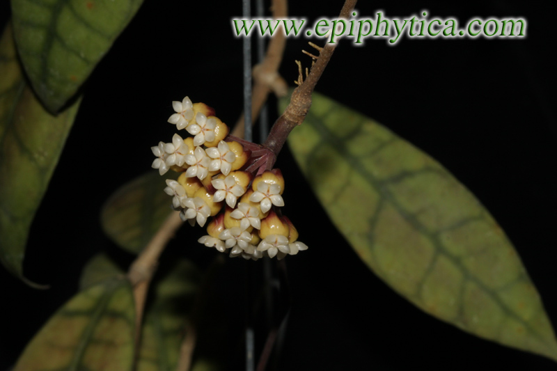 Hoya callistophylla.jpg