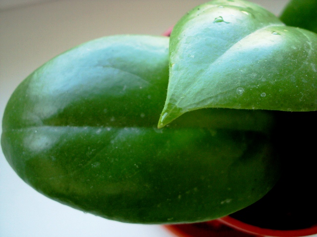 Hoya incrassata.jpg