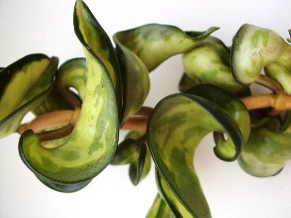 Hoya compacta 'Mauna Loa' (variegata).jpg