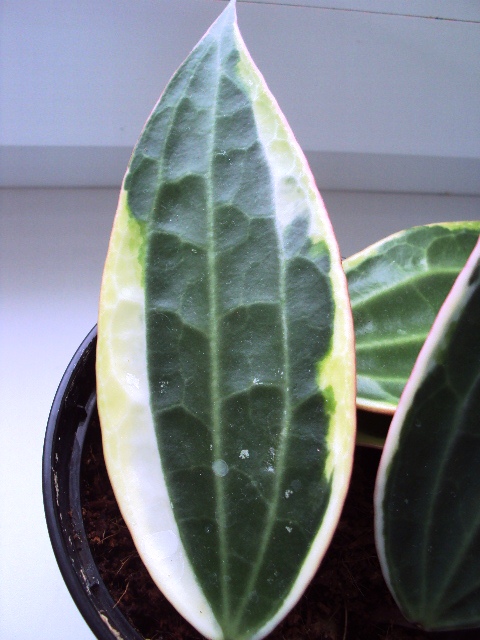 Hoya macrophylla white margins.jpg