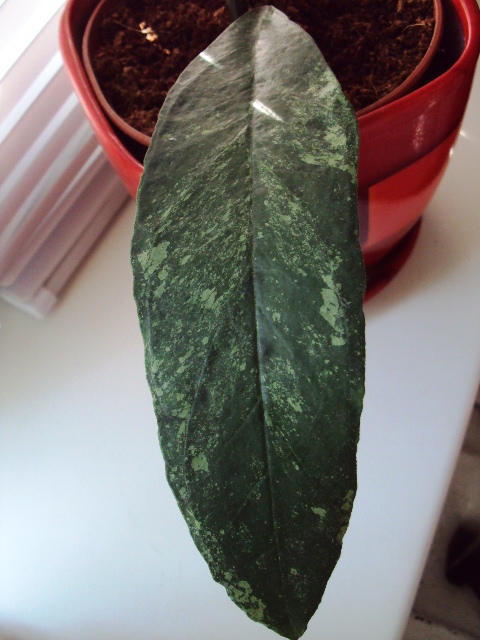 Hoya sp. Chicken Farm splash (Швеция).jpg