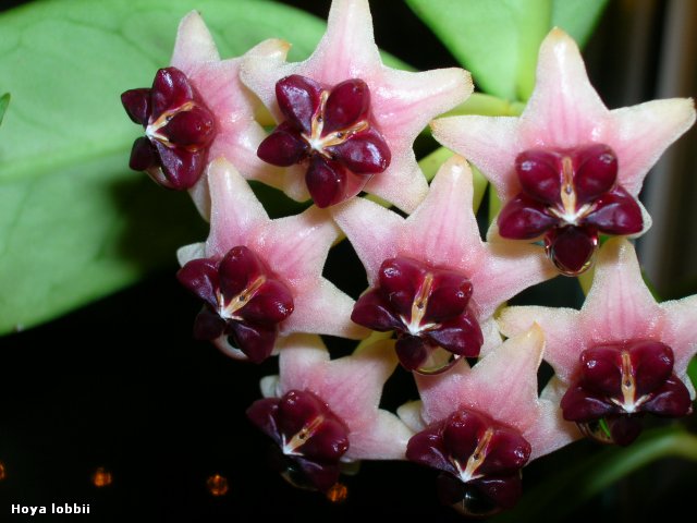 Hoya lobbii Pink.jpg