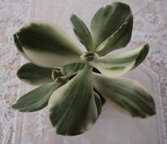 Crassula ovata var. variegata 'Tricolor' черенок 2.1.jpg