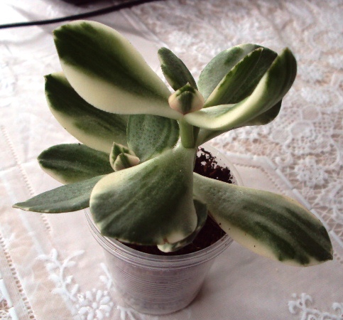 Crassula ovata var. variegata 'Tricolor' черенок 2.2.jpg
