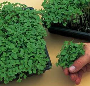 broccoli-sprouts.jpg