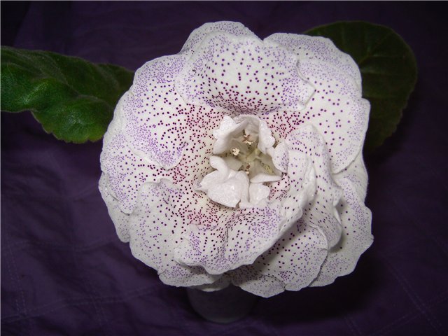9c5d65db8613.jpg