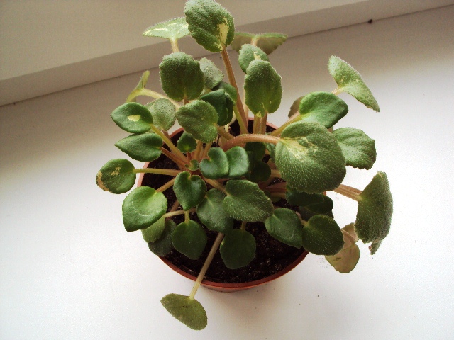 Honeysuckle Rose розетка 40.jpg