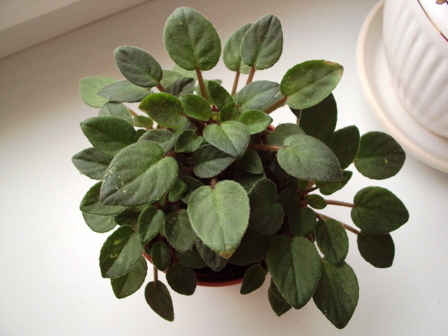 Pink Mint взрос.розетка по сорту 40.jpg