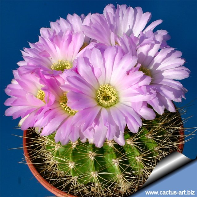 Acanthocalycium violaceum....jpg