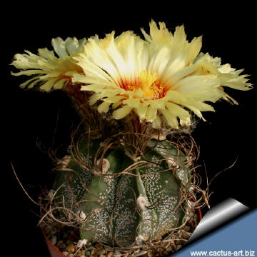 astrophytum capricorne.jpg