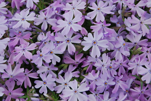 Phlox_subulata_ WIKI.JPG