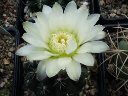 Gymnocalycium andrea v.leucanthum.jpg