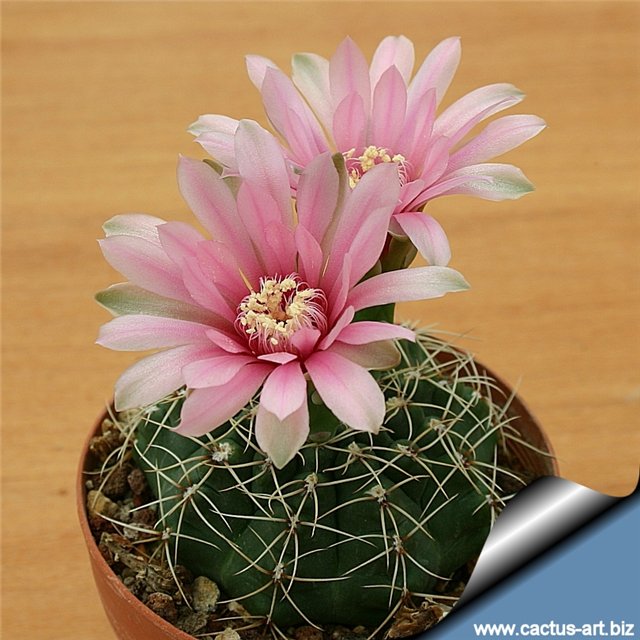 Gymnocalycium baldianum....jpg