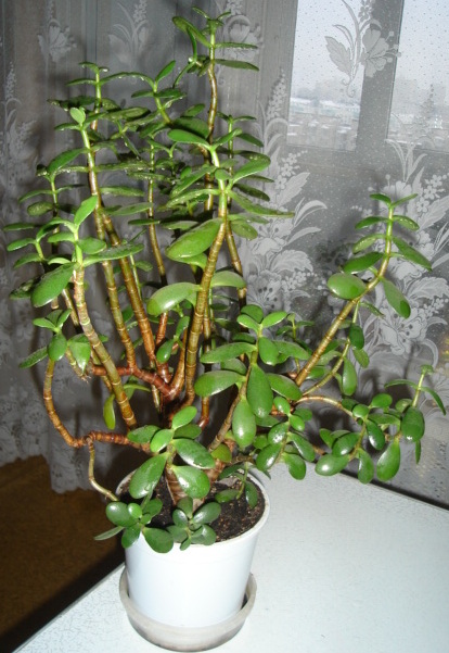 DSC09357.JPG