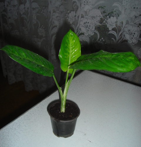 DSC09365.JPG