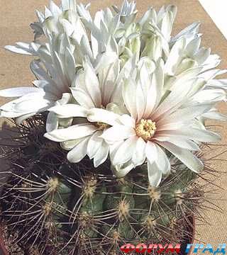 Gymnocalycium mostii v. kurtzianum.jpg