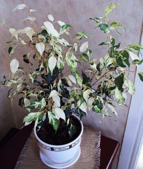 Фикус Curly.JPG