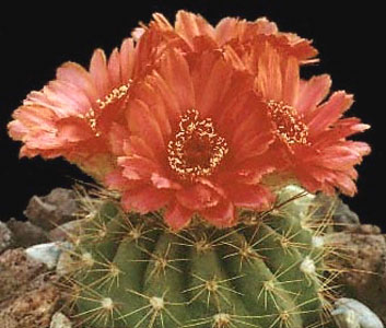 Notocactus ottonis.jpg